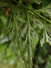 Asplenium wilfordii