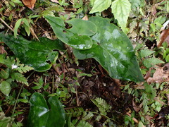 Asarum albomaculatum