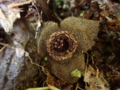 Asarum albomaculatum