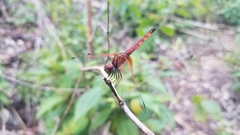 Trithemis selika