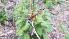 Trithemis selika