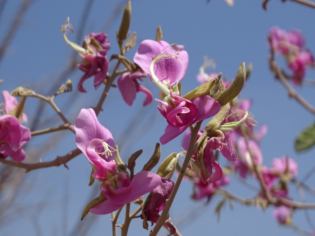 Harpalyce arborescens