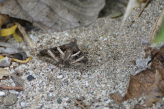 Melipotis perpendicularis