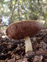 Austroboletus niveus