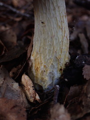 Austroboletus niveus