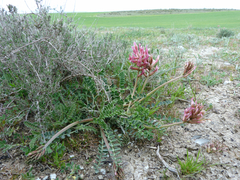 Astragalus incanus