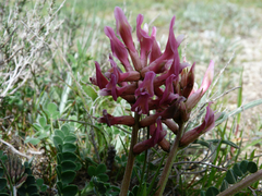 Astragalus incanus