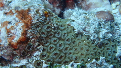 Goniastrea stelligera