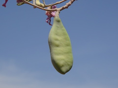 Harpalyce arborescens, photograph (c) Alexis López Hernández, some rights reserved (CC BY)