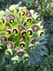 Euphorbia characias