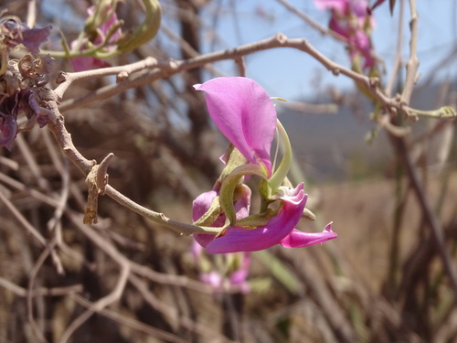 Harpalyce arborescens