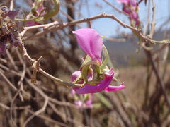Harpalyce arborescens