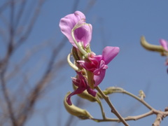Harpalyce arborescens, photograph (c) Alexis López Hernández, some rights reserved (CC BY)