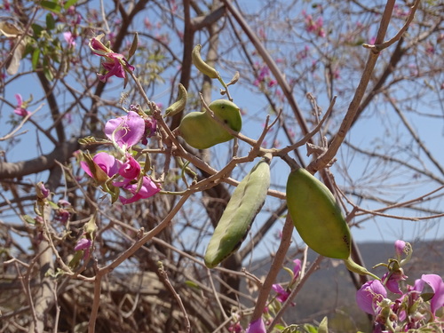 Harpalyce arborescens, photograph 3