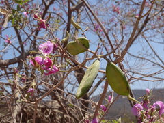 Harpalyce arborescens, photograph (c) Alexis López Hernández, some rights reserved (CC BY)