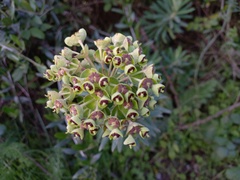 Euphorbia characias