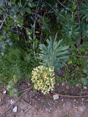 Euphorbia characias