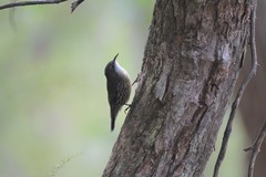Cormobates leucophaea leucophaea