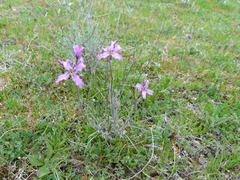 Matthiola fruticulosa