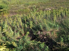 Euphorbia characias