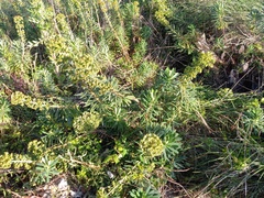 Euphorbia characias