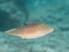 Canthigaster petersii