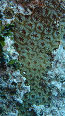 Goniastrea stelligera