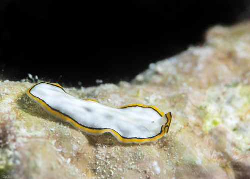 Pseudoceros meenae · iNaturalist