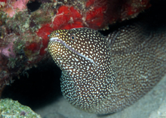 Gymnothorax meleagris