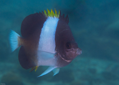 Hemitaurichthys zoster