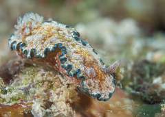 Glossodoris cincta
