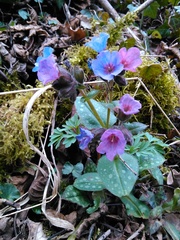 Pulmonaria affinis