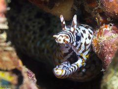 Enchelycore pardalis