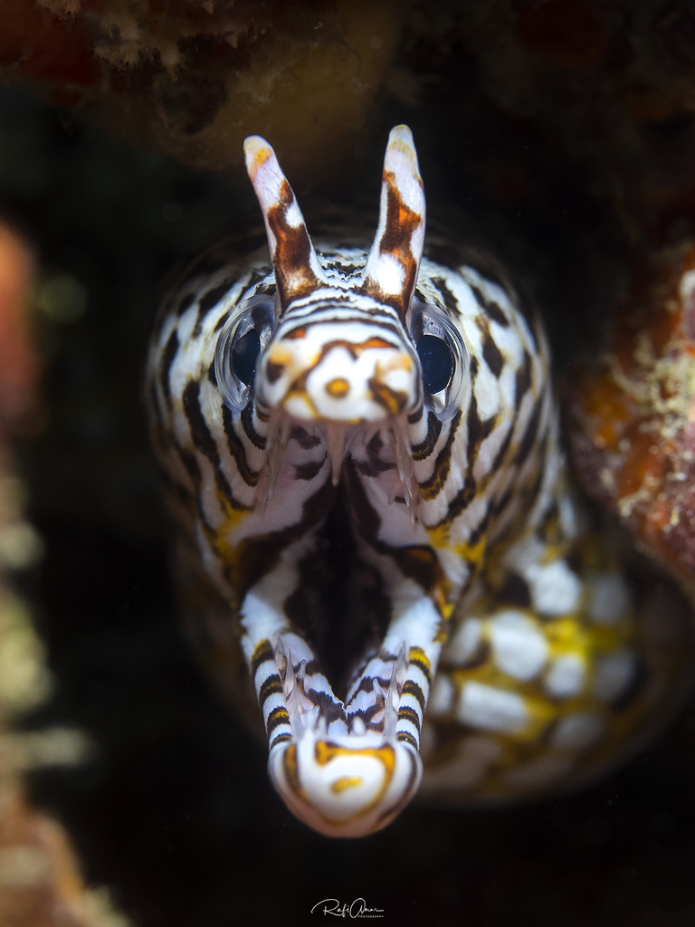 Drakenmurene (Enchelycore pardalis) — Muraenidae