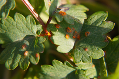 Phragmidium sanguisorbae
