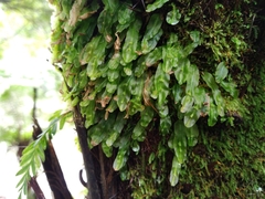 Symphyogyna subsimplex
