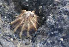 Cellana ornata