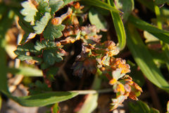 Phragmidium sanguisorbae