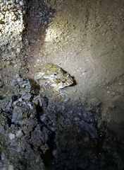 Fejervarya multistriata