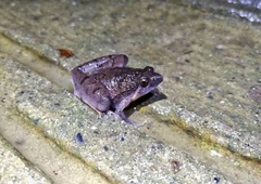 Microhyla berdmorei