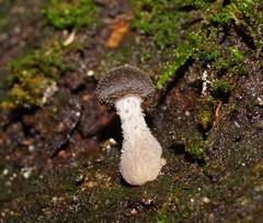 Armillaria hinnulea