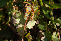 Phragmidium sanguisorbae