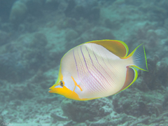 Chaetodon xanthocephalus