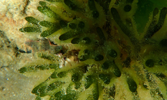 Parablennius tasmanianus