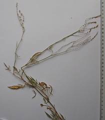 Rumex acetosella acetoselloides