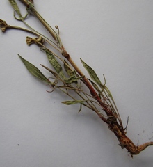 Rumex acetosella acetoselloides