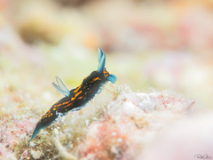 Roboastra gracilis