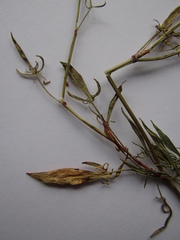 Rumex acetosella acetoselloides