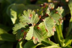 Phragmidium sanguisorbae