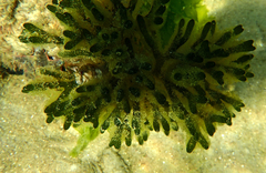 Parablennius tasmanianus